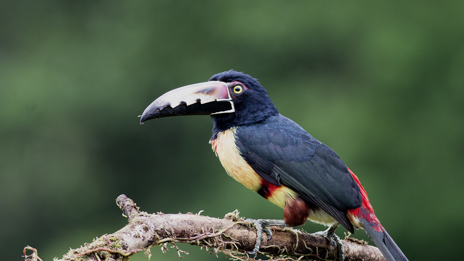 Collared Aracari